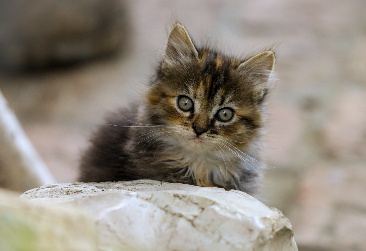 The Cost of Cat Bots: Are They Worth the Investment? The Cost of Cat Bots: Are They Worth the Investment?