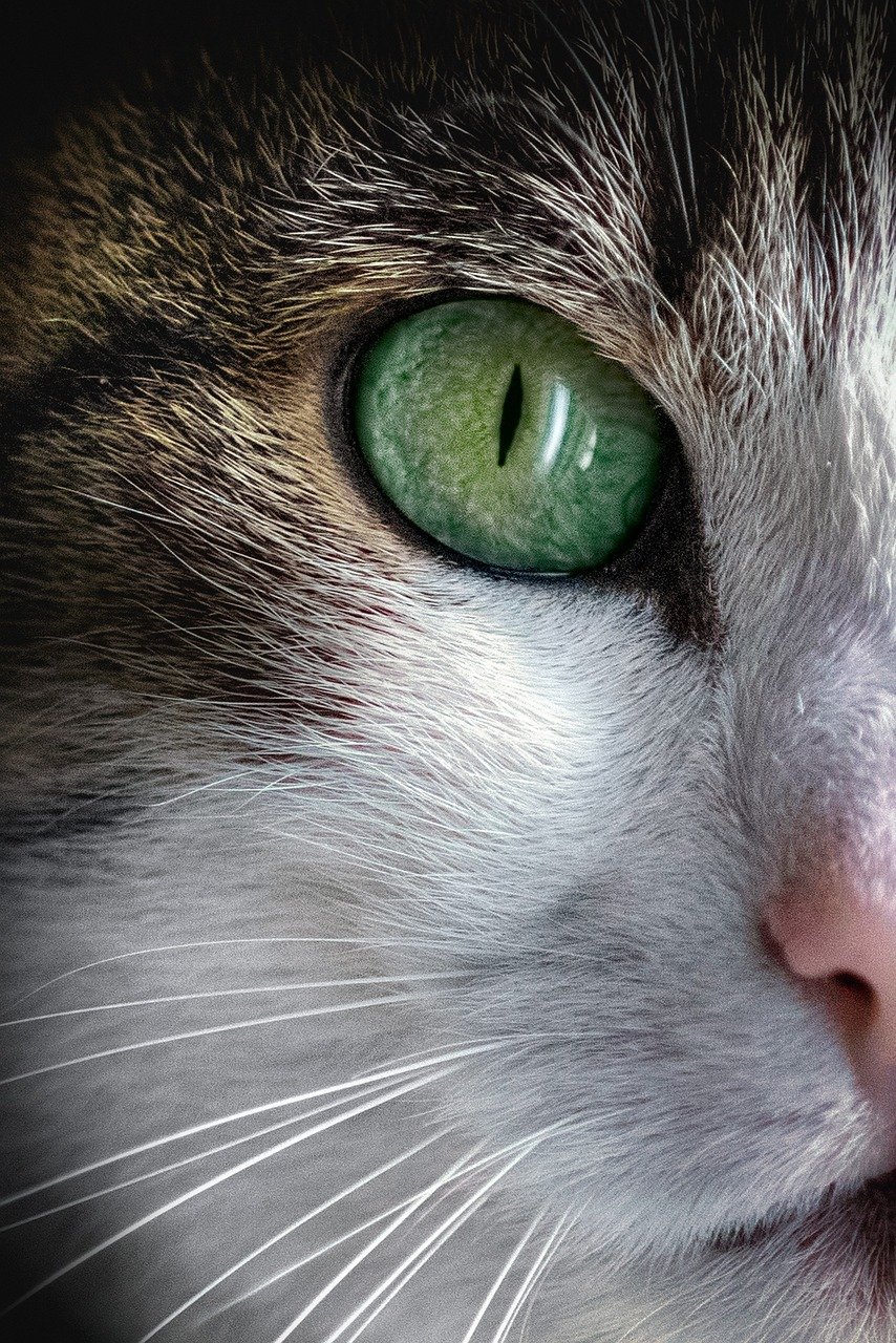 The Science Behind Cat Bots: How They Engage and Entertain The Science Behind Cat Bots: How They Engage and Entertain