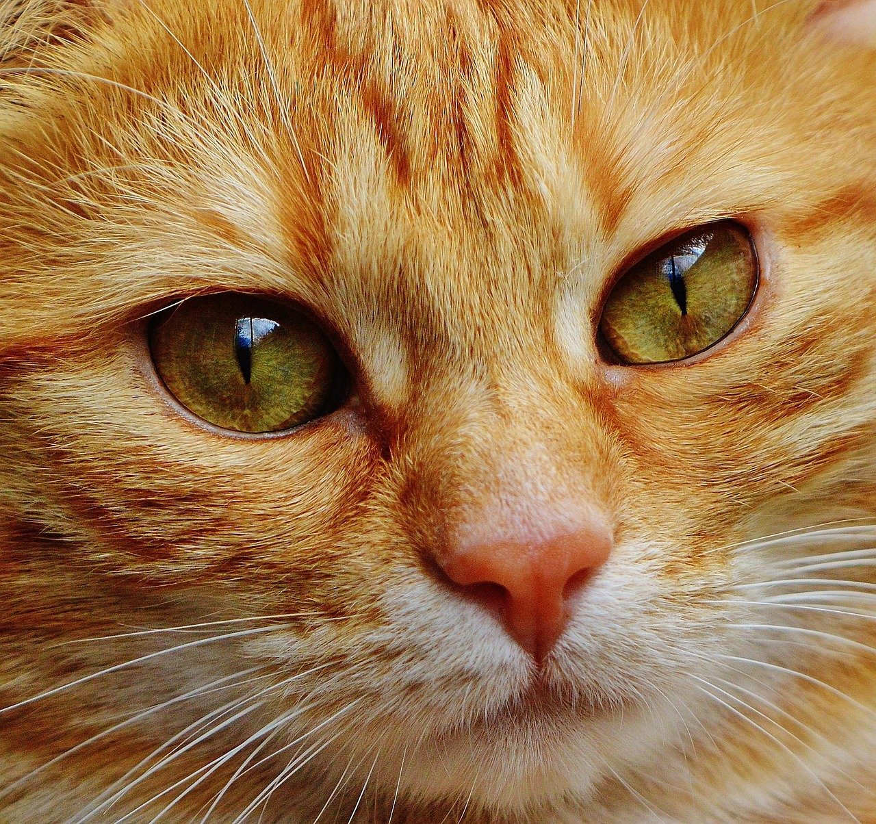 10 Reasons Why Your Next Pet Should Be a Cat Bot 10 Reasons Why Your Next Pet Should Be a Cat Bot