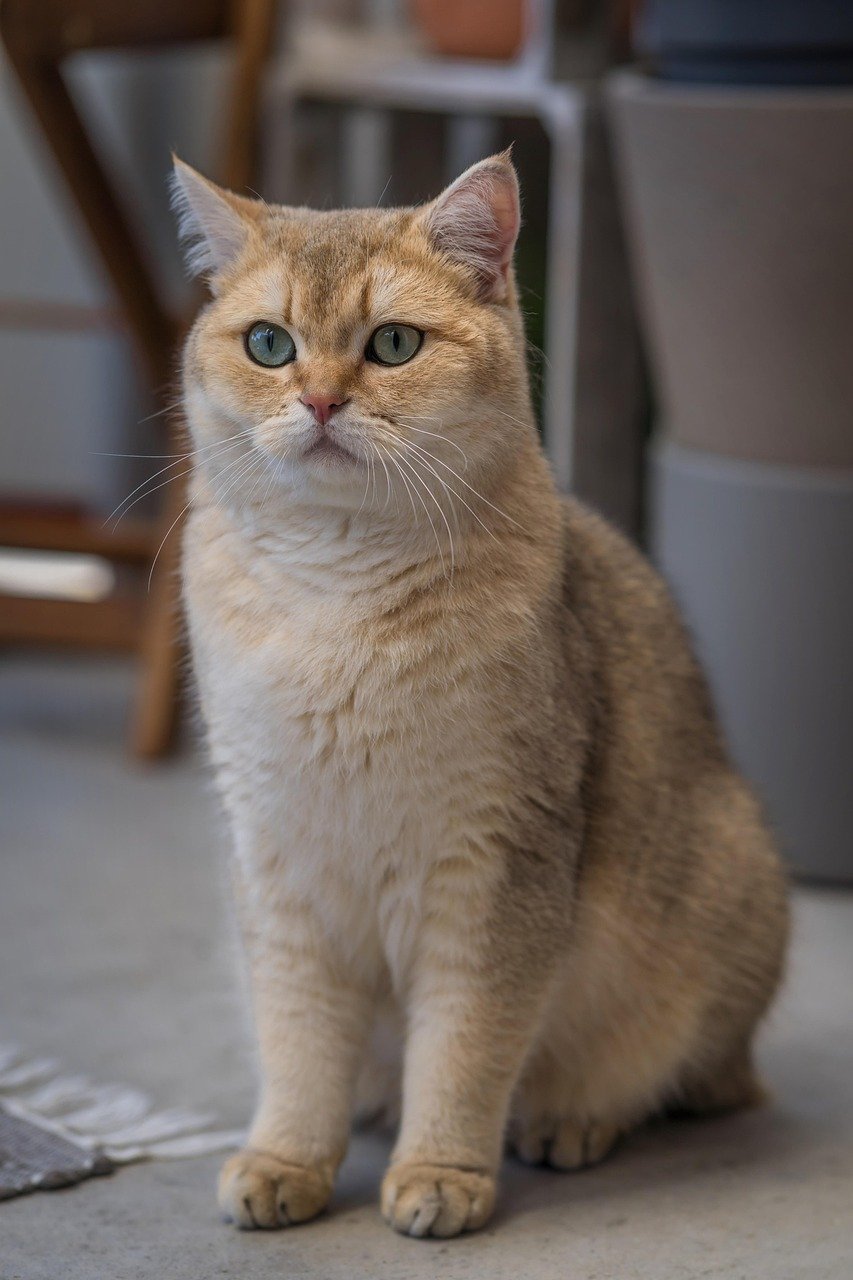 Understanding the AI Behind Modern Cat Bots