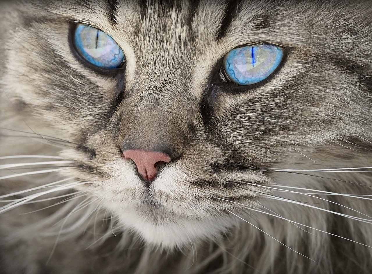 The Ultimate Guide to Cat Bots: Revolutionizing Pet Care The Ultimate Guide to Cat Bots: Revolutionizing Pet Care