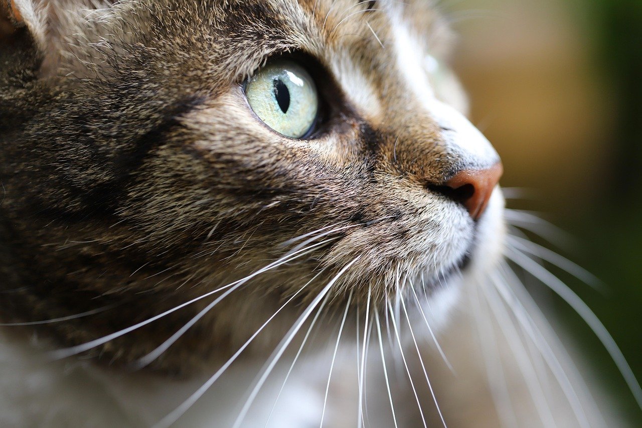 10 Essential Features of the Best Cat Bot for Pet Owners