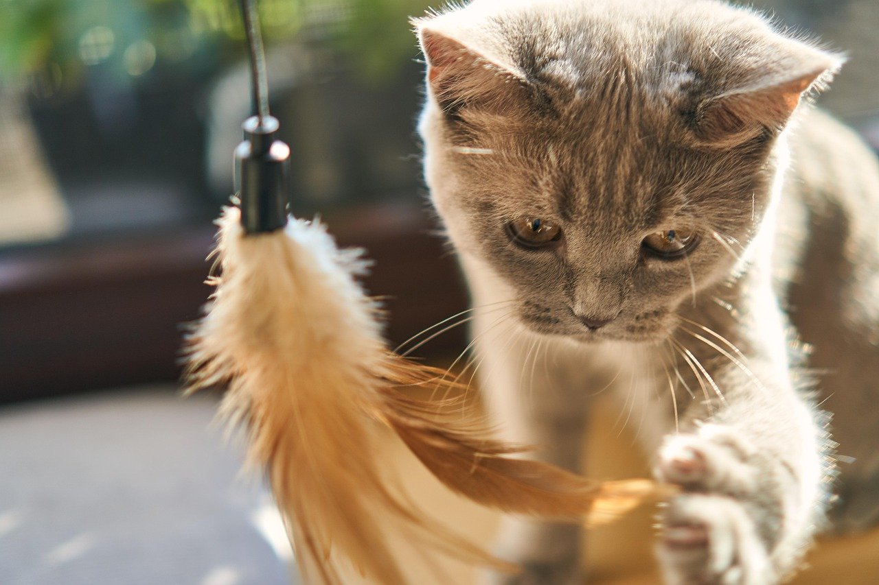 How Cat Bots Can Help Alleviate Pet Allergies How Cat Bots Can Help Alleviate Pet Allergies