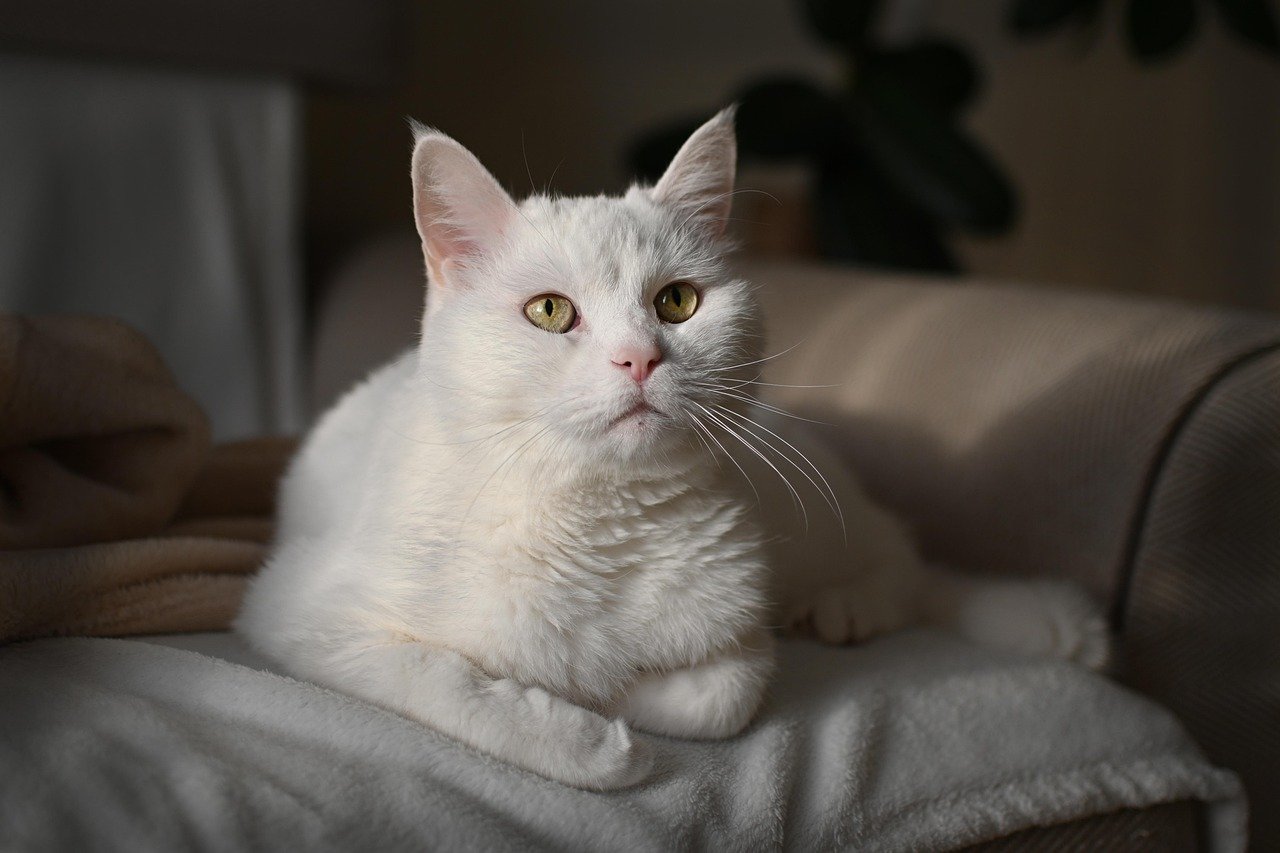 Exploring the Benefits of Using a Cat Bot at Home