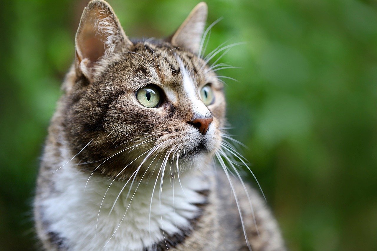 Are Cat Bots Right for Your Home? Pros and Cons Are Cat Bots Right for Your Home? Pros and Cons