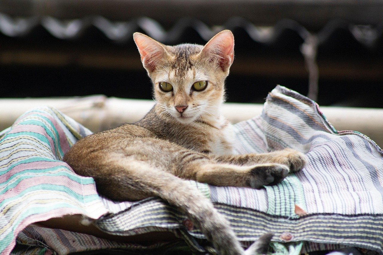 Can Cat Bots Help with Behavioral Issues in Cats?