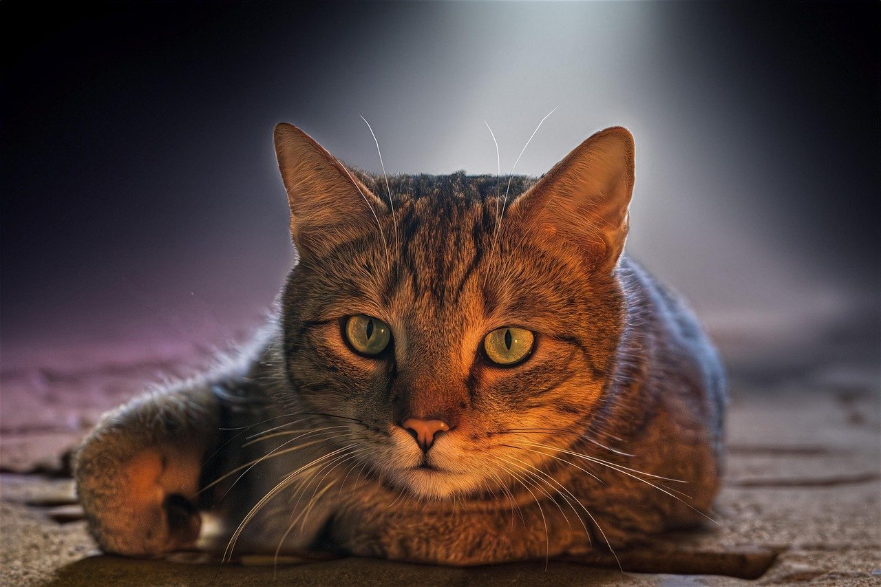 The Environmental Impact of Owning a Cat Bot The Environmental Impact of Owning a Cat Bot