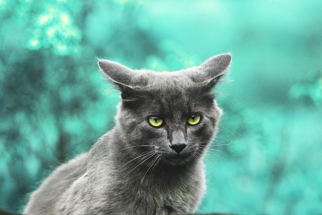 The Cost of Owning a Cat Bot: Is It Worth It? The Cost of Owning a Cat Bot: Is It Worth It?