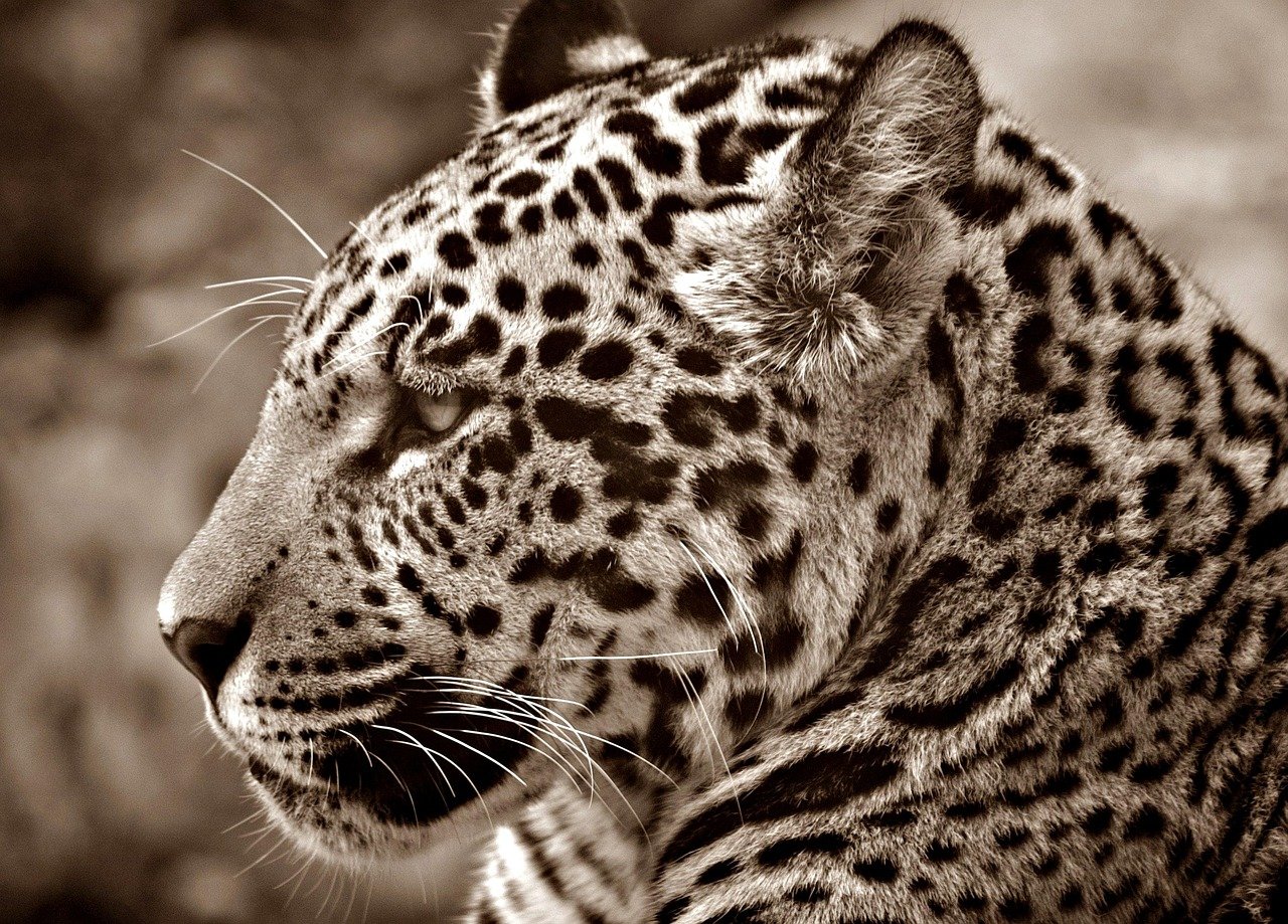 Choosing the Right Cat Bot for Your Lifestyle Choosing the Right Cat Bot for Your Lifestyle