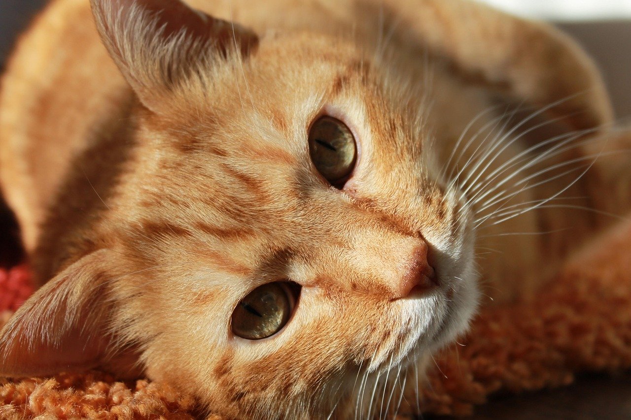 How Cat Bots Are Changing the Way We Interact with Pets