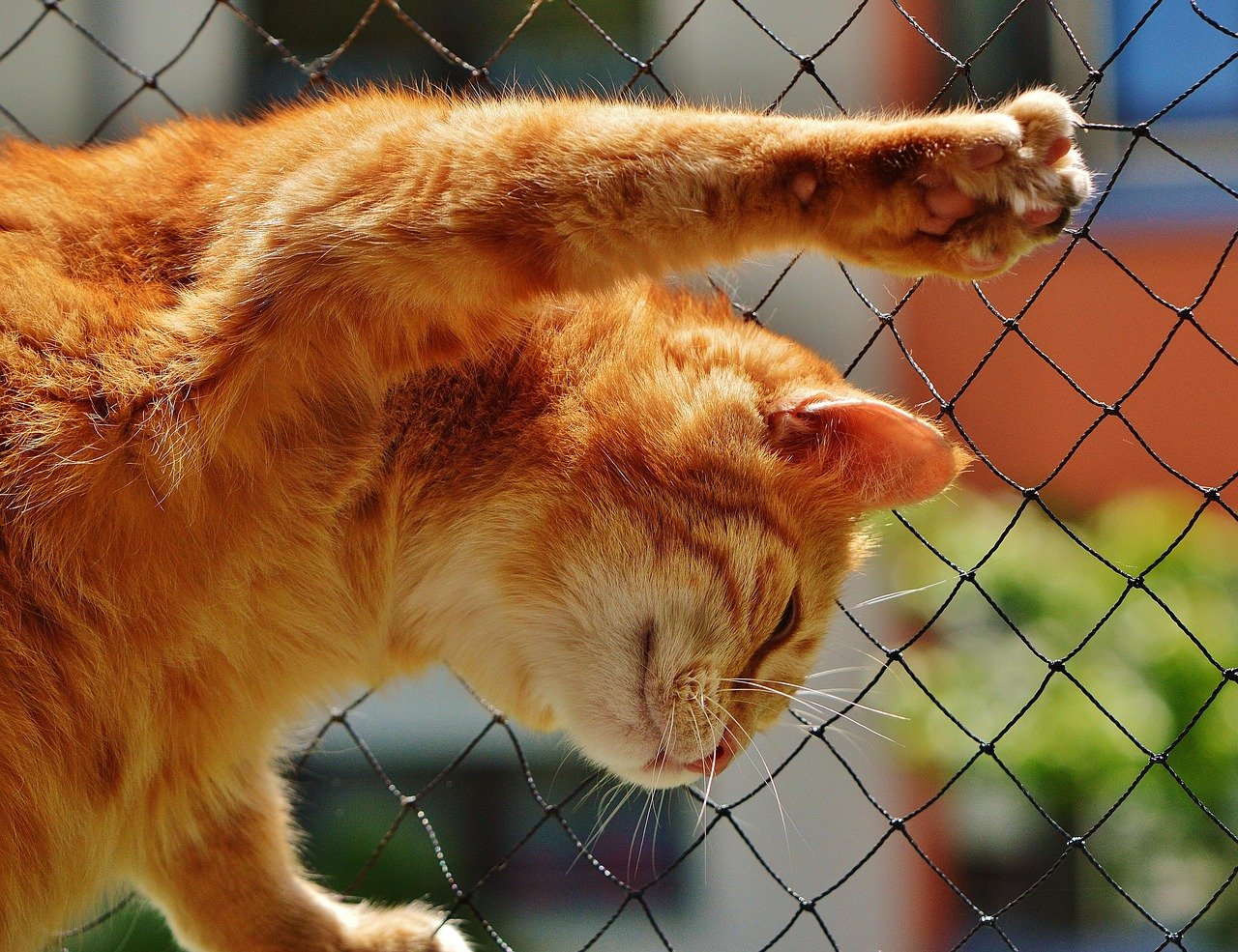 The Benefits of Owning a Cat Bot for Families