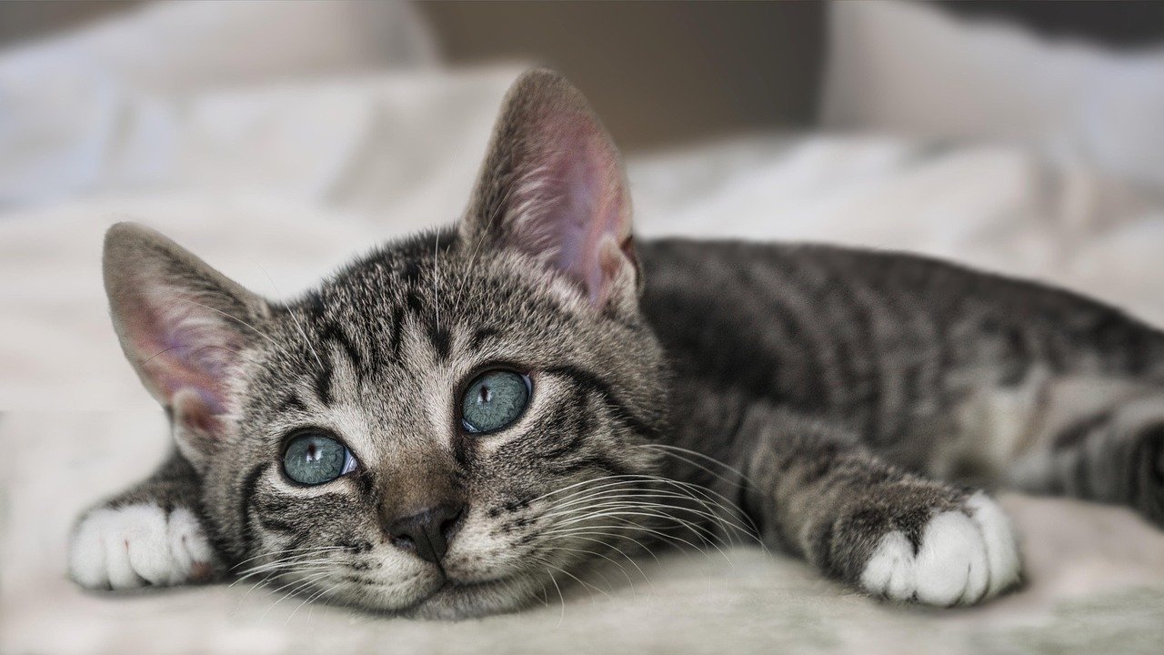 Exploring the Emotional Benefits of Cat Bots Exploring the Emotional Benefits of Cat Bots