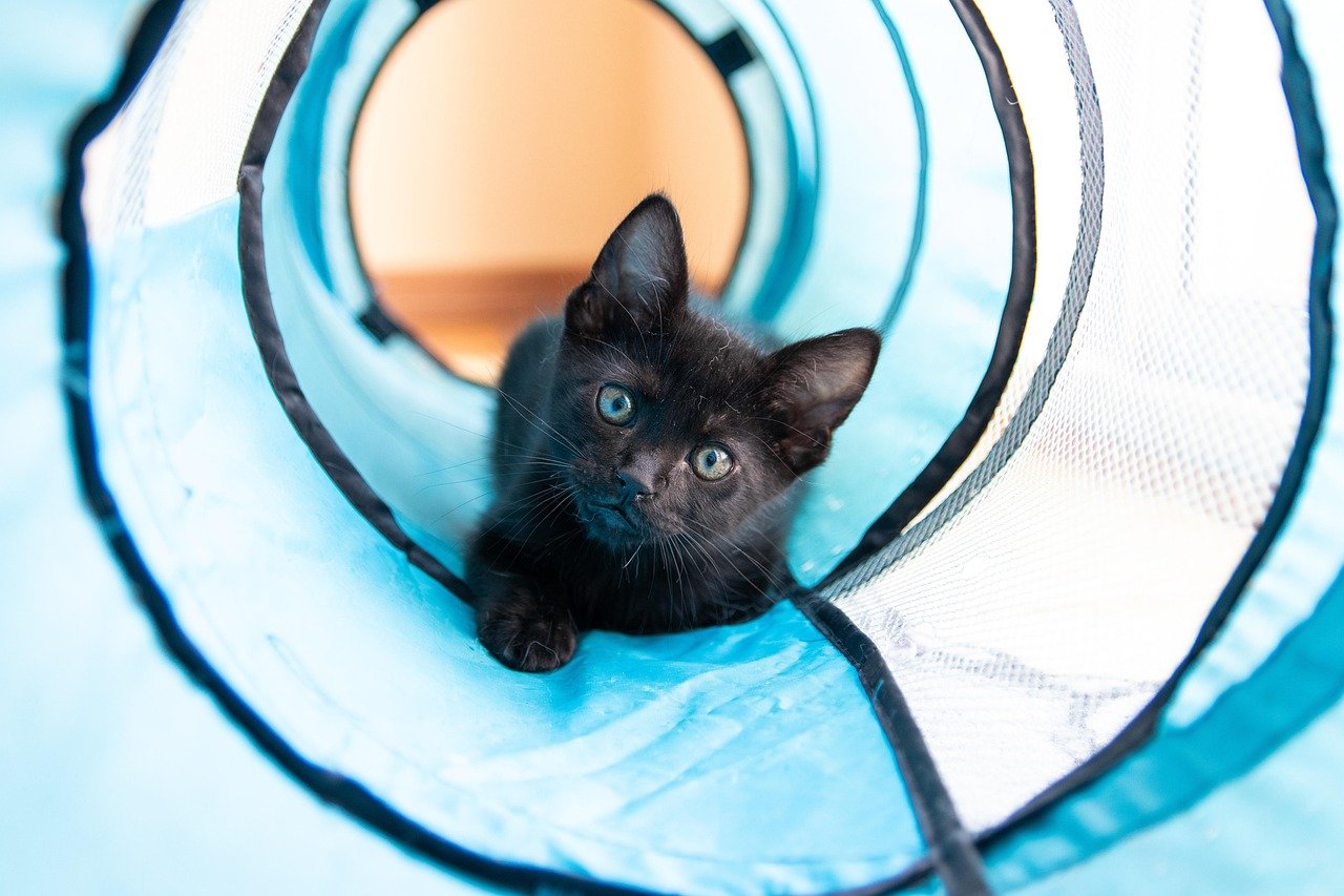 Creative Ways to Use Cat Bots in Your Home Creative Ways to Use Cat Bots in Your Home