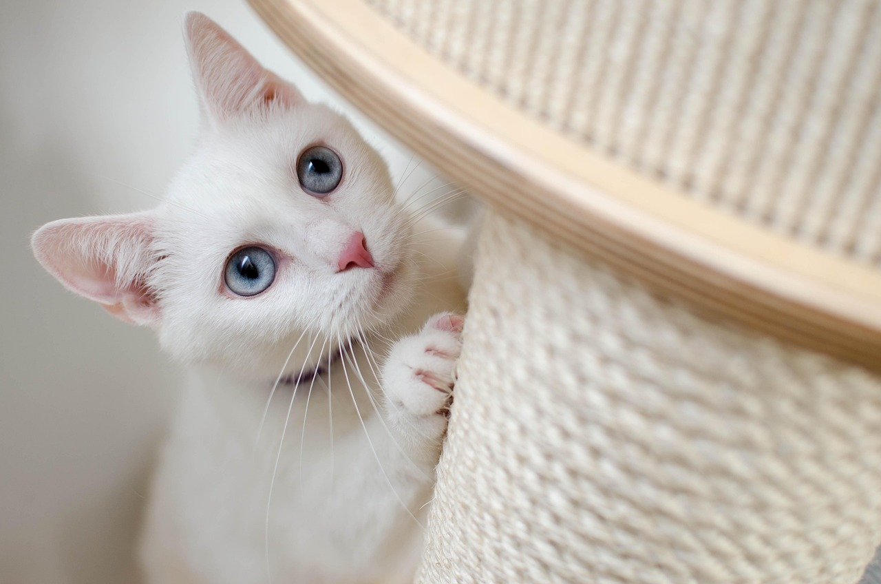 10 Fun Facts About Cat Bots You Didnt Know 10 Fun Facts About Cat Bots You Didnt Know