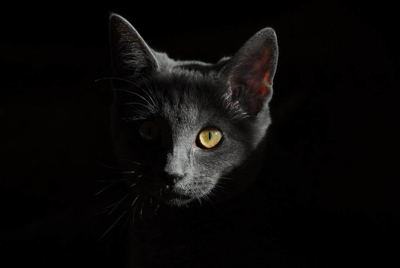 Top 10 Features to Look for in a Cat Bot