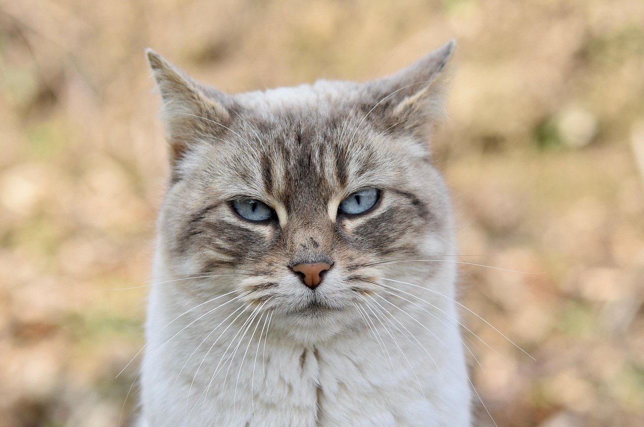 Real Stories: How Cat Bots Have Improved Lives Real Stories: How Cat Bots Have Improved Lives