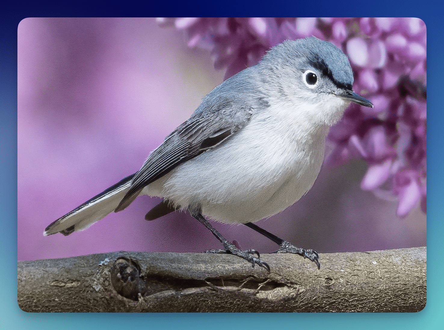 Enter the Cornell Lab Ultimate Spring Birdwatching Sweepstakes for a Chance to Win! Enter the Cornell Lab Ultimate Spring Birdwatching Sweepstakes for a Chance to Win!