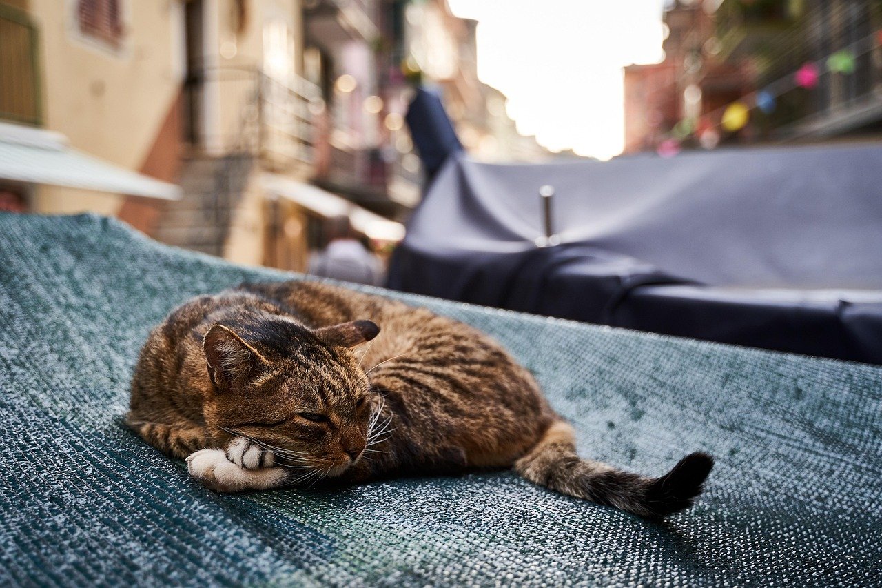 How Cat Bots are Revolutionizing Pet Care for Cat Owners How Cat Bots are Revolutionizing Pet Care for Cat Owners