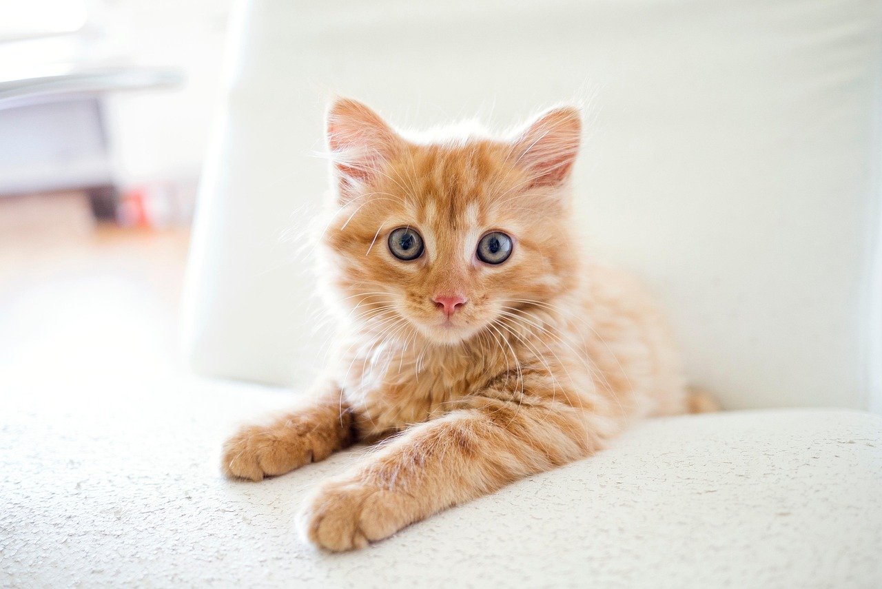 Maintaining Your Cat Bot: Tips for Longevity