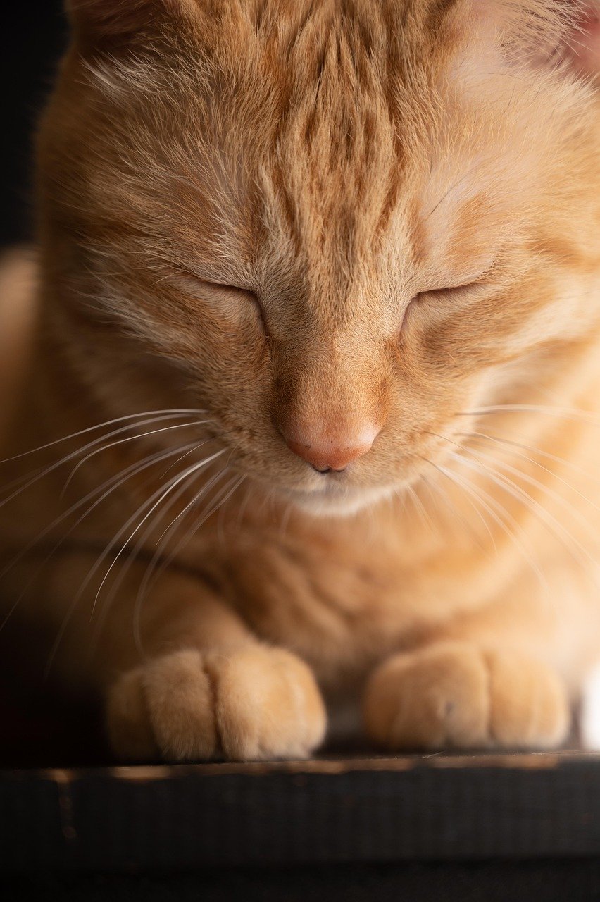 Cat Bots: A Revolutionary Approach to Cat Care