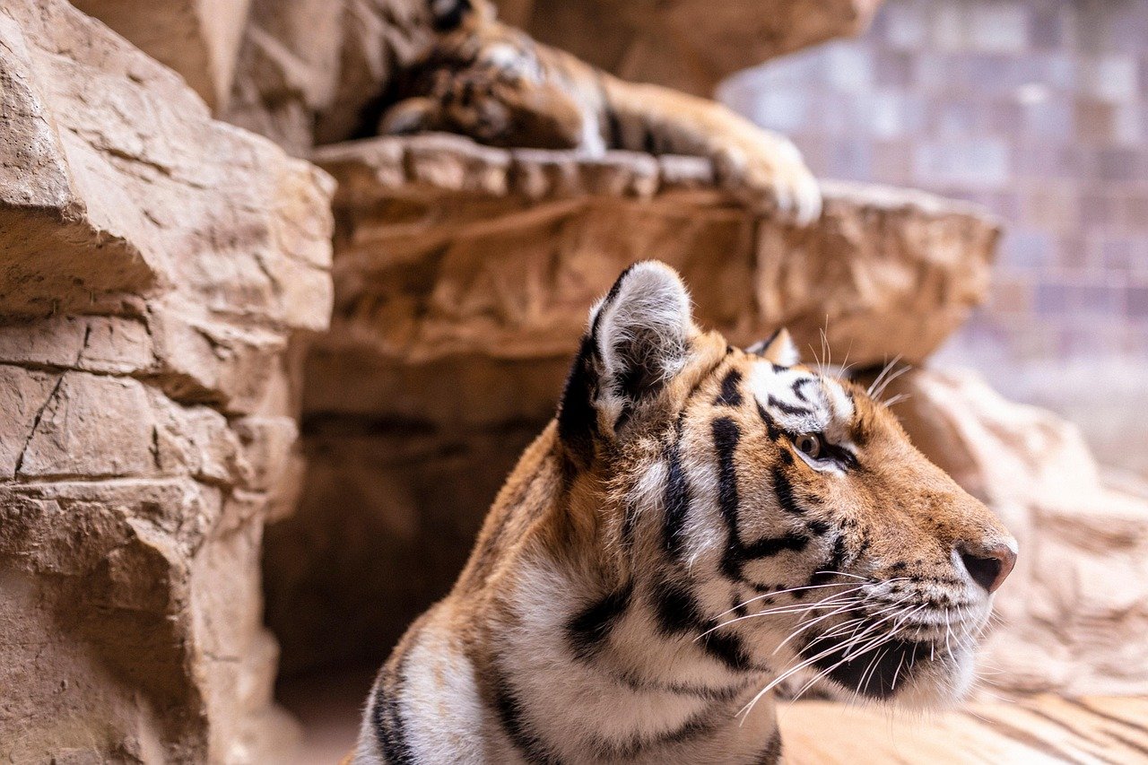 The Future of Pet Technology: A Deep Dive into Cat Bots The Future of Pet Technology: A Deep Dive into Cat Bots
