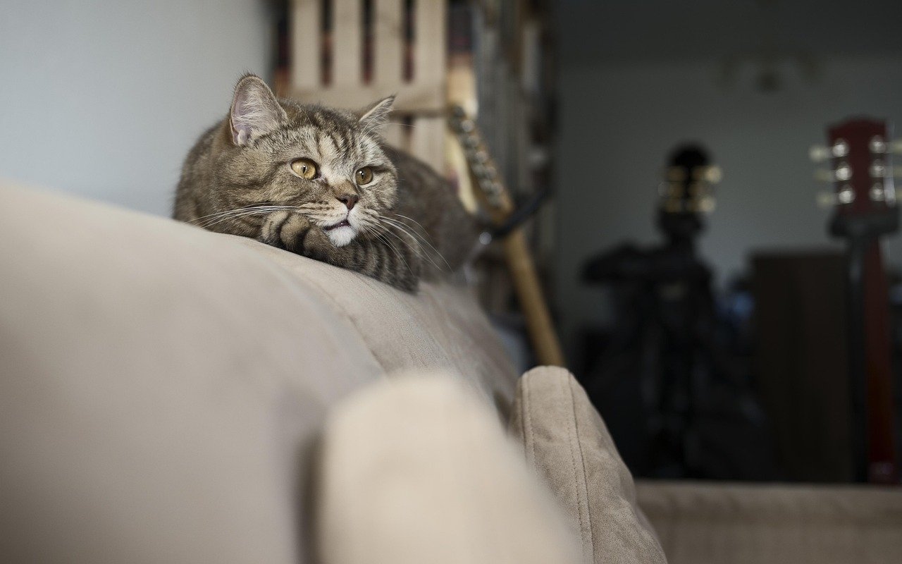The Rise of Cat Bots: Trends in Pet Technology