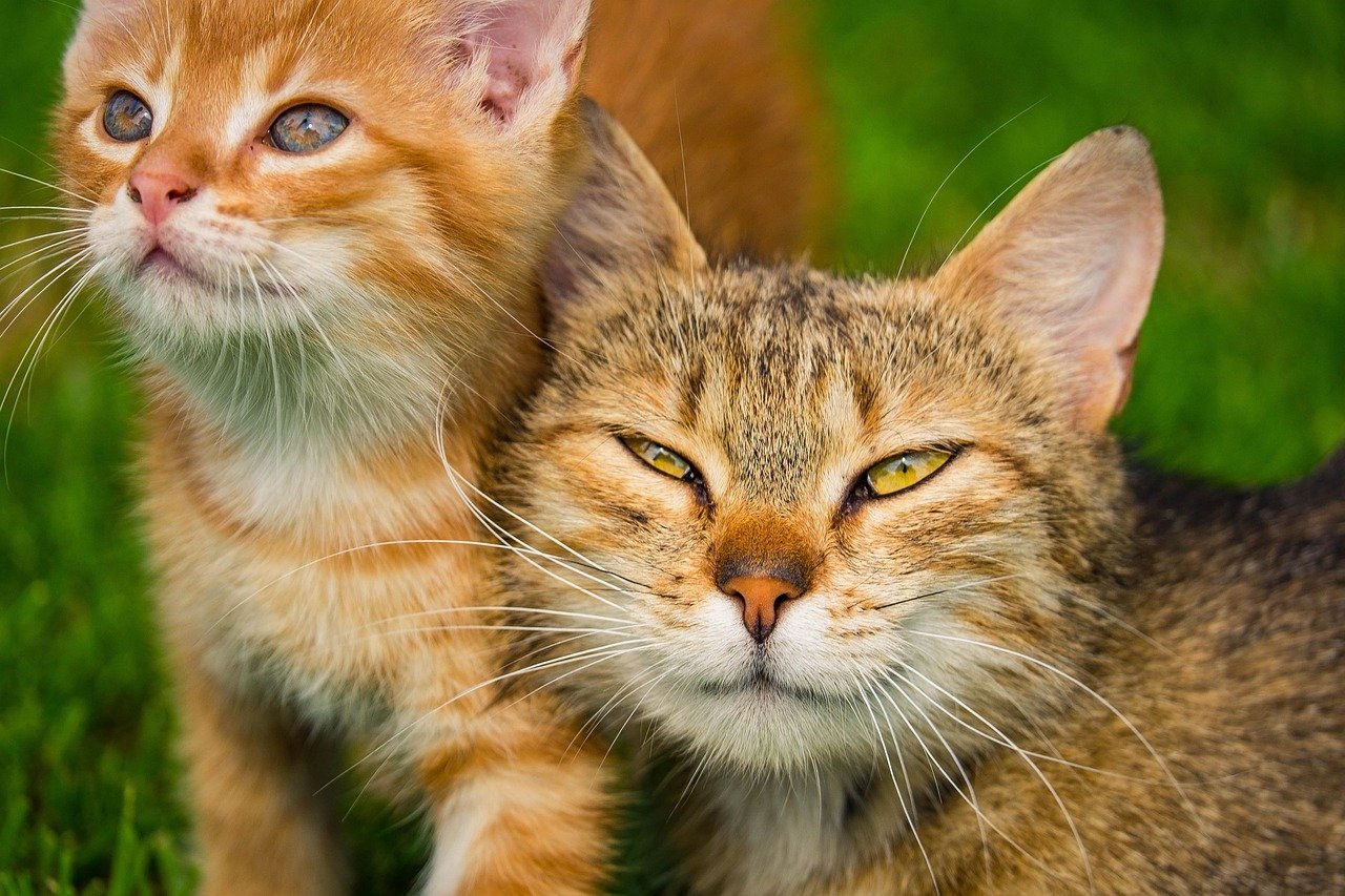 The Ultimate Guide to Cat Bots: What You Need to Know