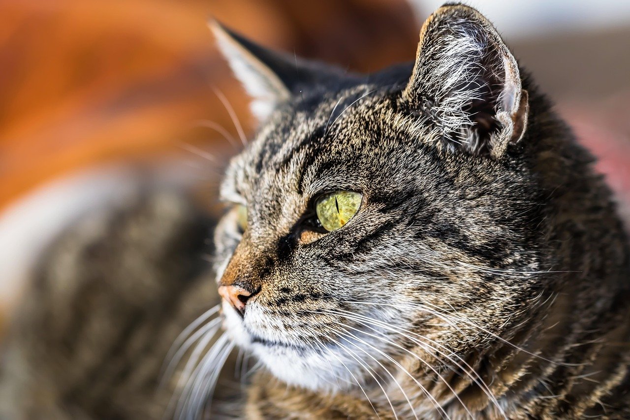 10 Reasons Why You Should Consider Using a Cat Bot 10 Reasons Why You Should Consider Using a Cat Bot