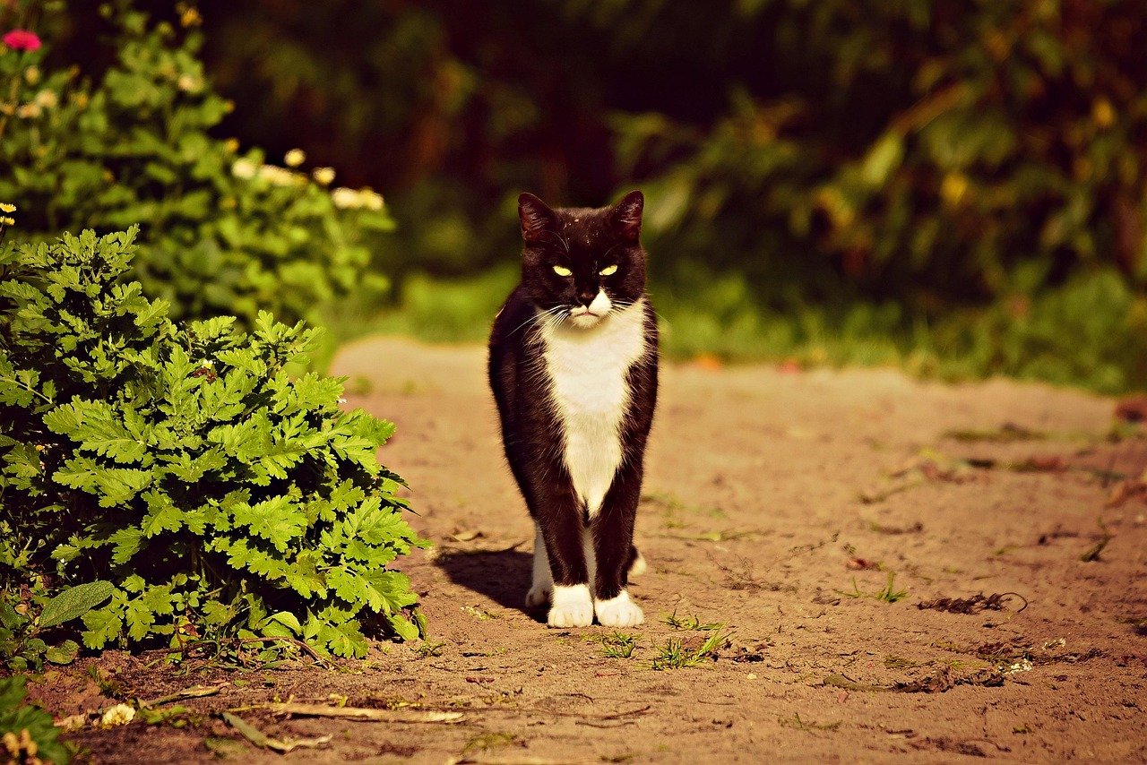 How to Choose the Right Cat Bot for Your Lifestyle How to Choose the Right Cat Bot for Your Lifestyle