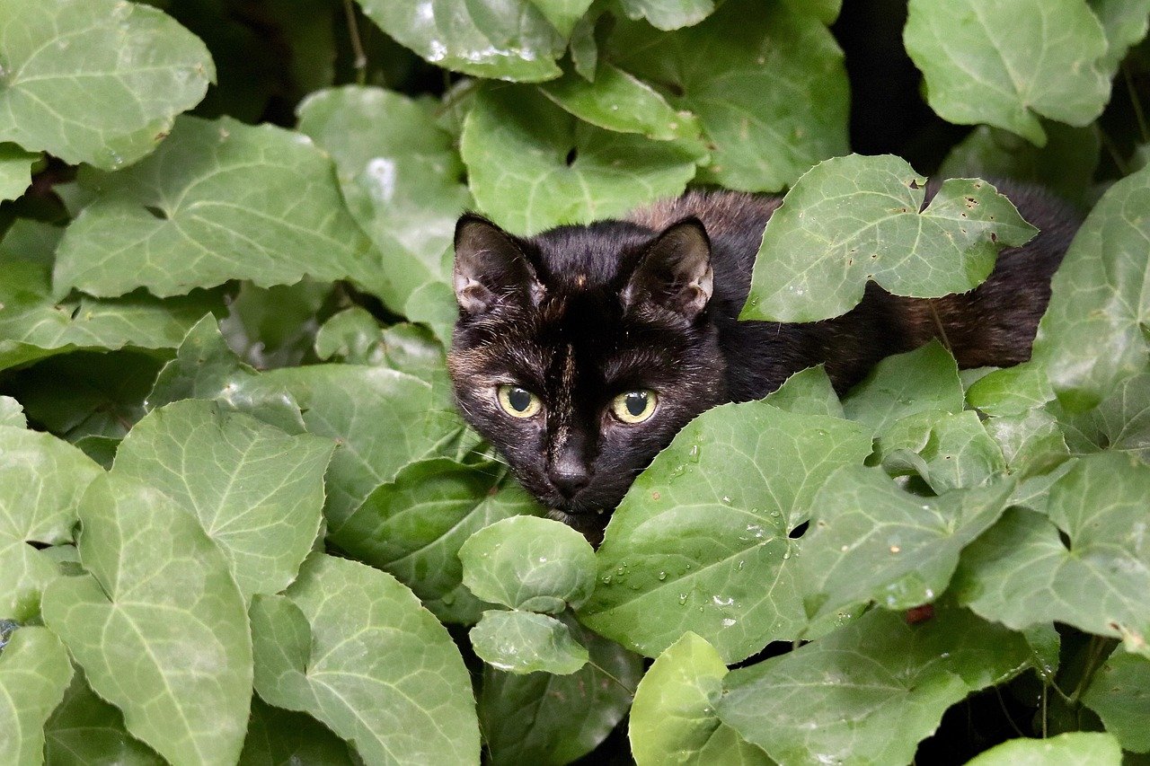 Top 10 Benefits of Using a Cat Bot for Your Feline Friend