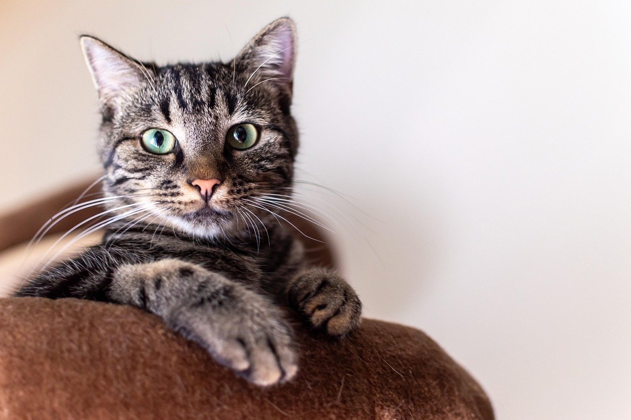 Integrating Smart Technology: The Rise of Cat Bots Integrating Smart Technology: The Rise of Cat Bots