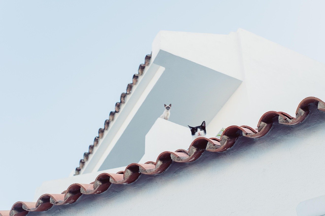 Top 5 Cat Bot Features Every Cat Owner Should Know Top 5 Cat Bot Features Every Cat Owner Should Know