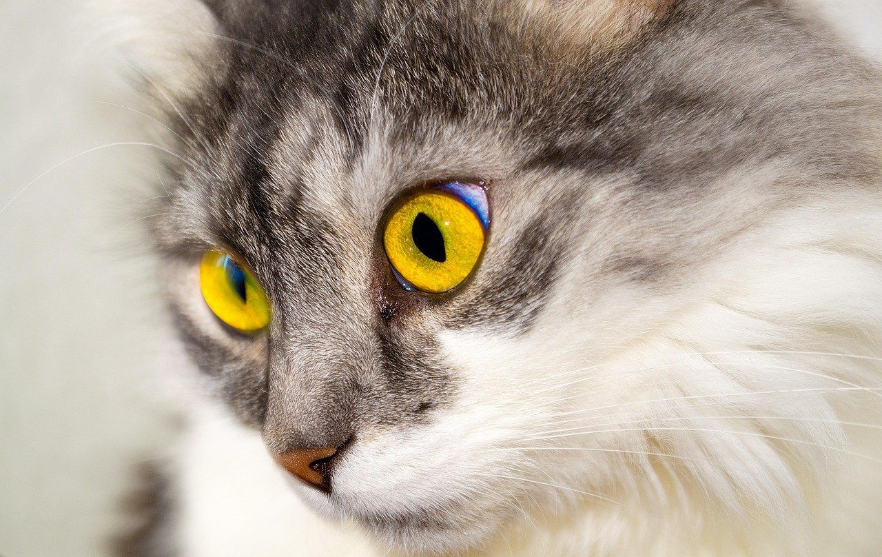 Exploring the Best Budget-Friendly Cat Bots