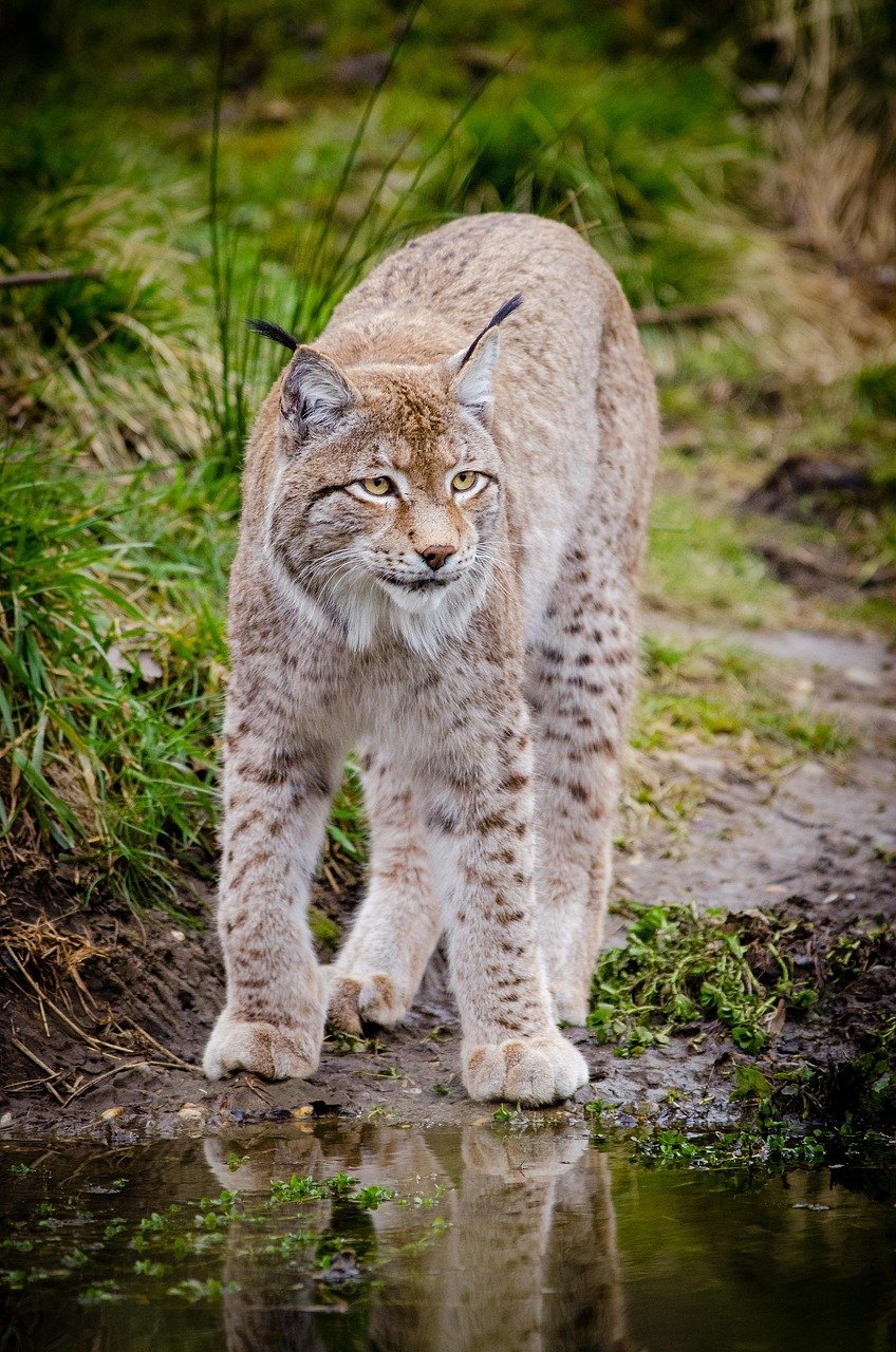 How a Cat Bot Can Help Manage Your Cats Health