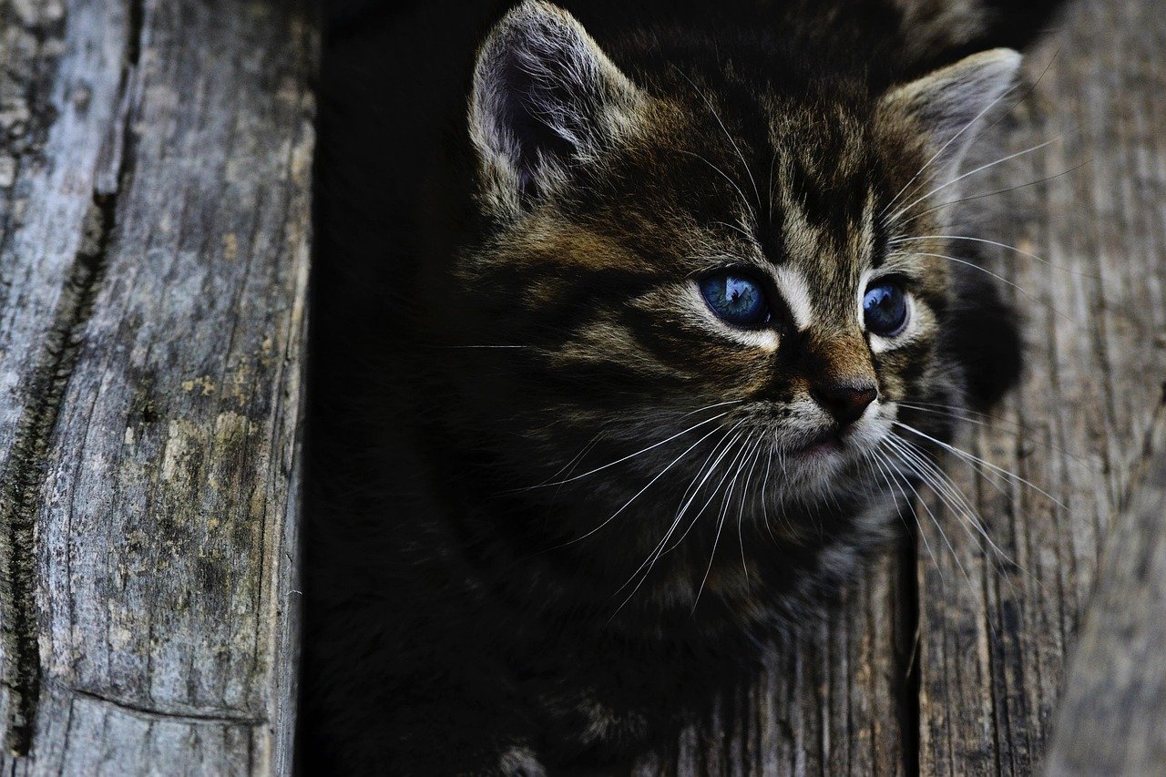 The Safety Considerations of Cat Bots for Your Home The Safety Considerations of Cat Bots for Your Home