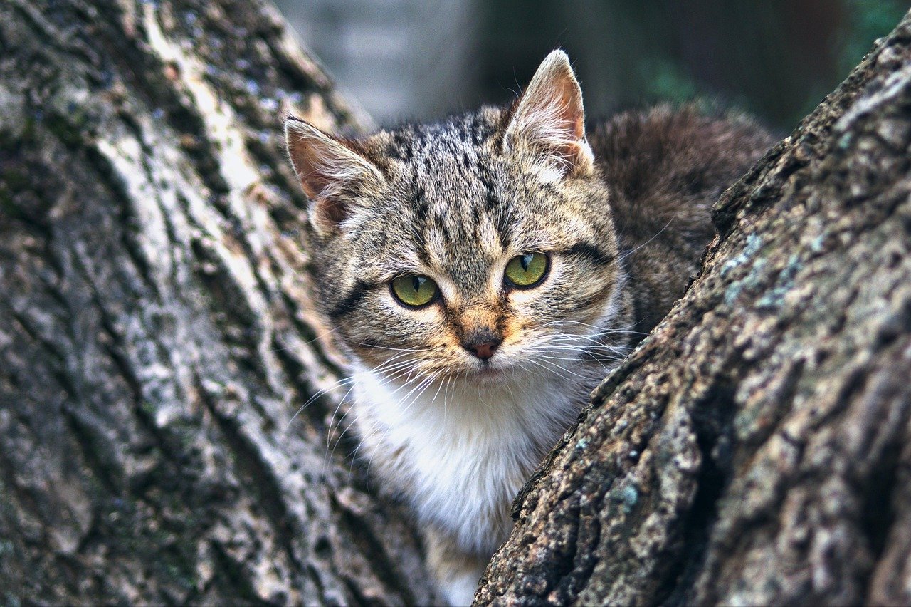 Cat Bot Reviews: Finding the Best Options on the Market Cat Bot Reviews: Finding the Best Options on the Market
