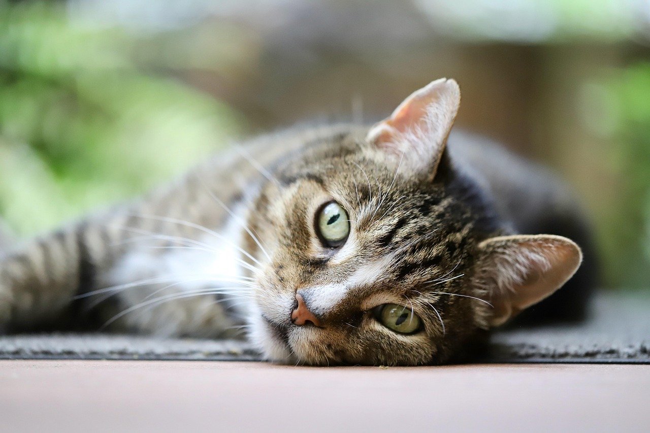Why Every Cat Owner Needs a Cat Bot