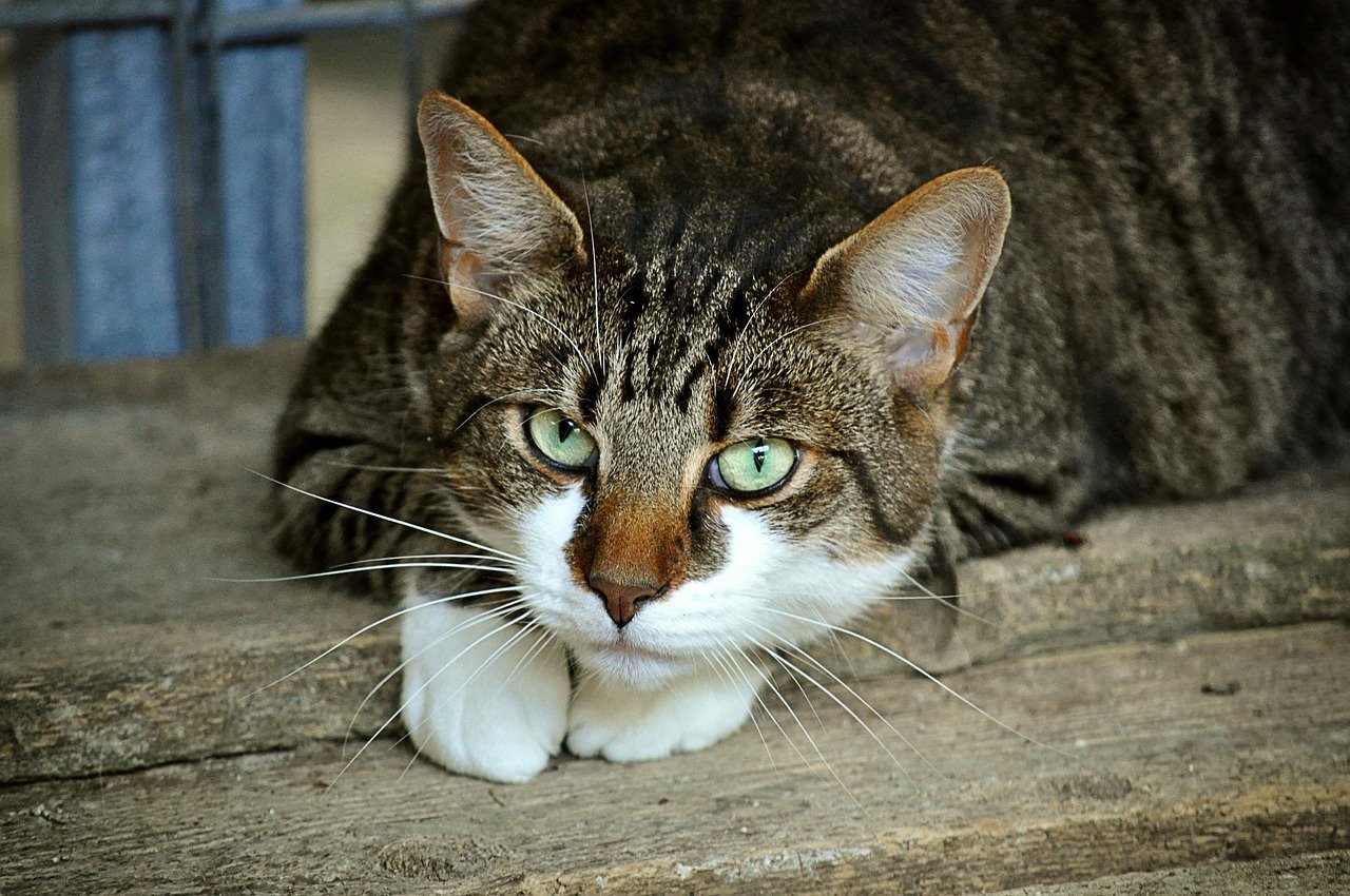Top 10 Features of the Best Cat Bots for Your Feline Friend