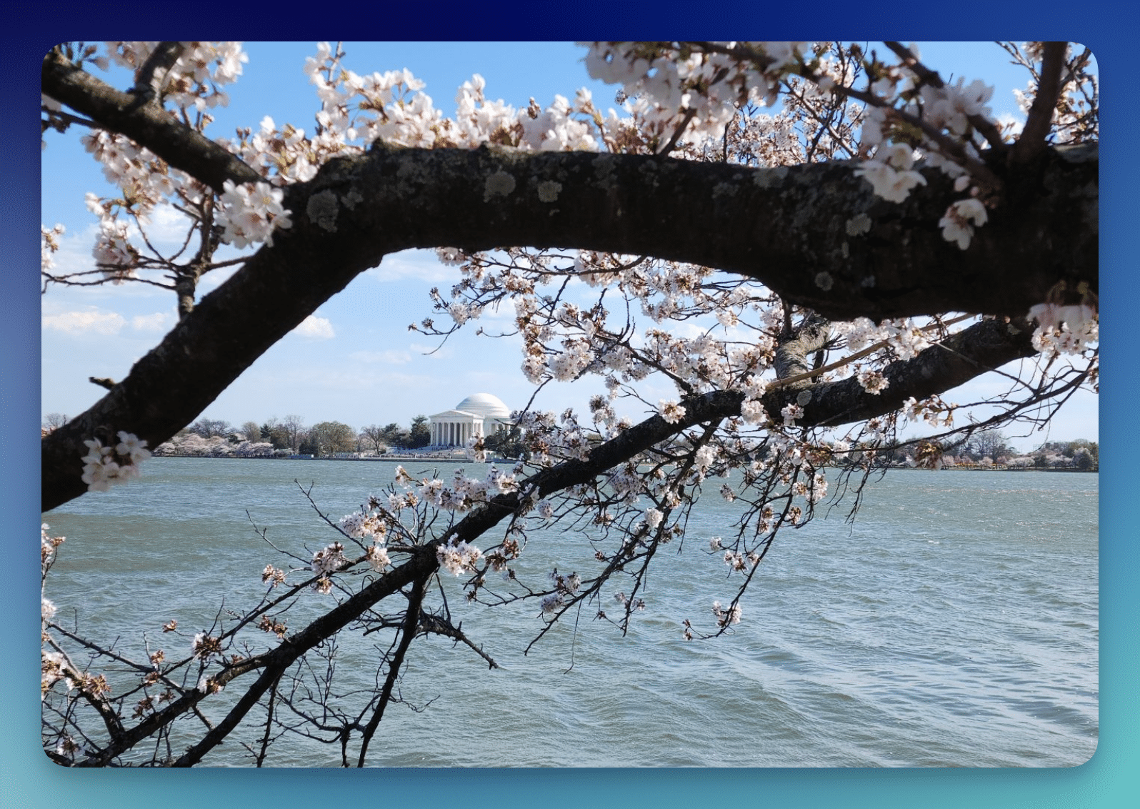 Win Big at the National Cherry Blossom Festival Sweepstakes!