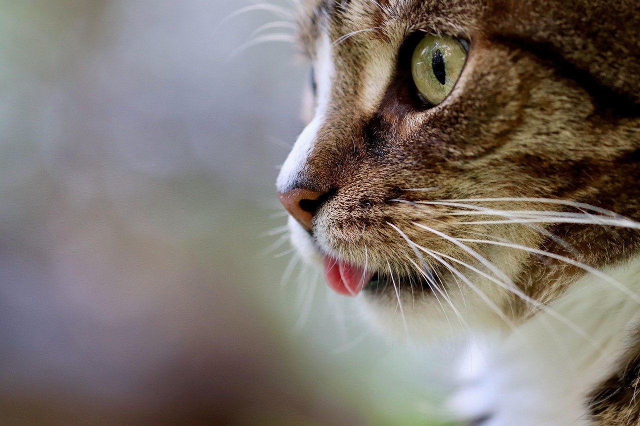 Top 5 Questions About Cat Bots Answered Top 5 Questions About Cat Bots Answered