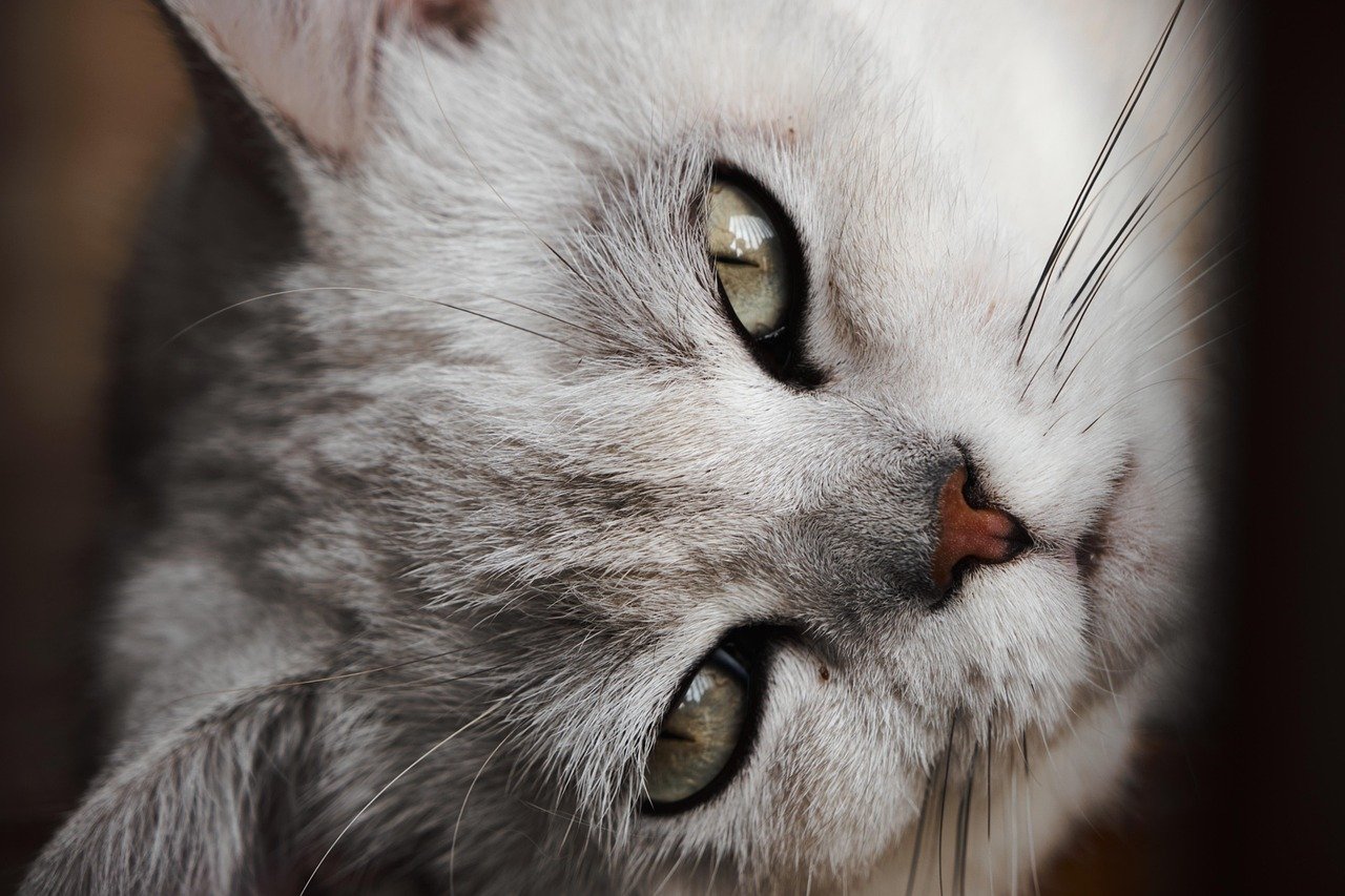 How Cat Bots are Revolutionizing Pet Interaction How Cat Bots are Revolutionizing Pet Interaction