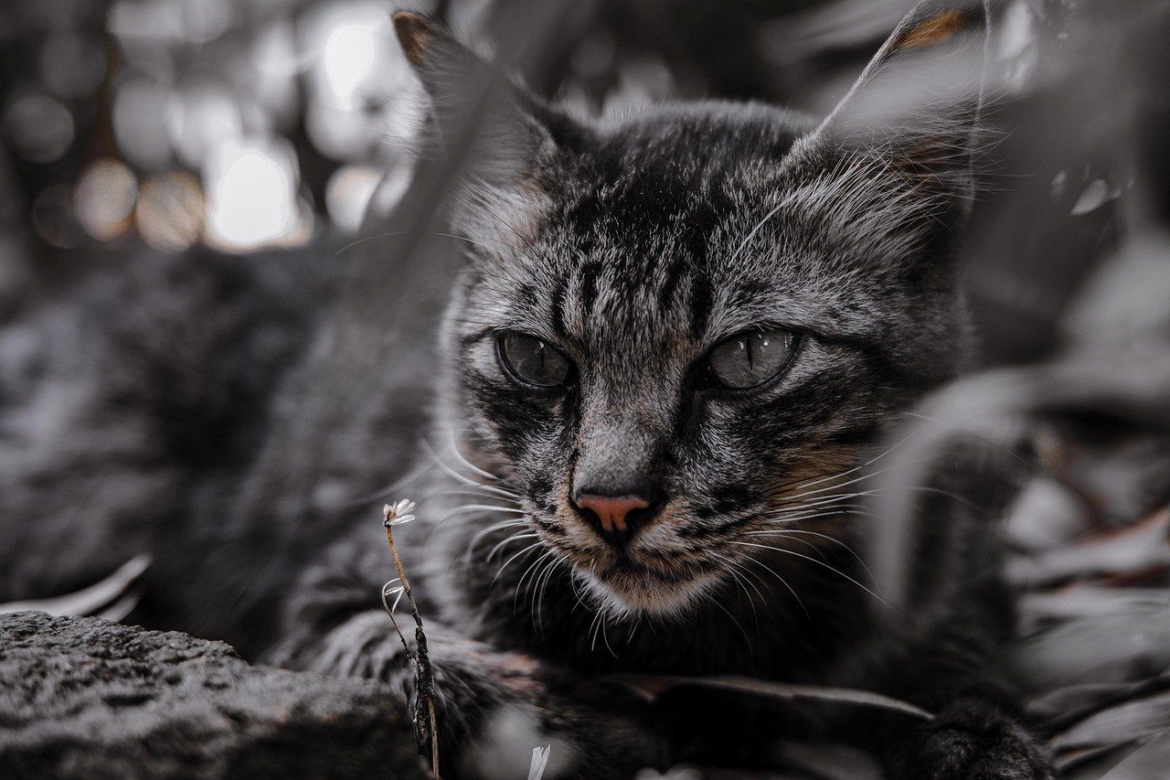 Are Cat Bots Safe? Analyzing Their Impact on Pet Health Are Cat Bots Safe? Analyzing Their Impact on Pet Health