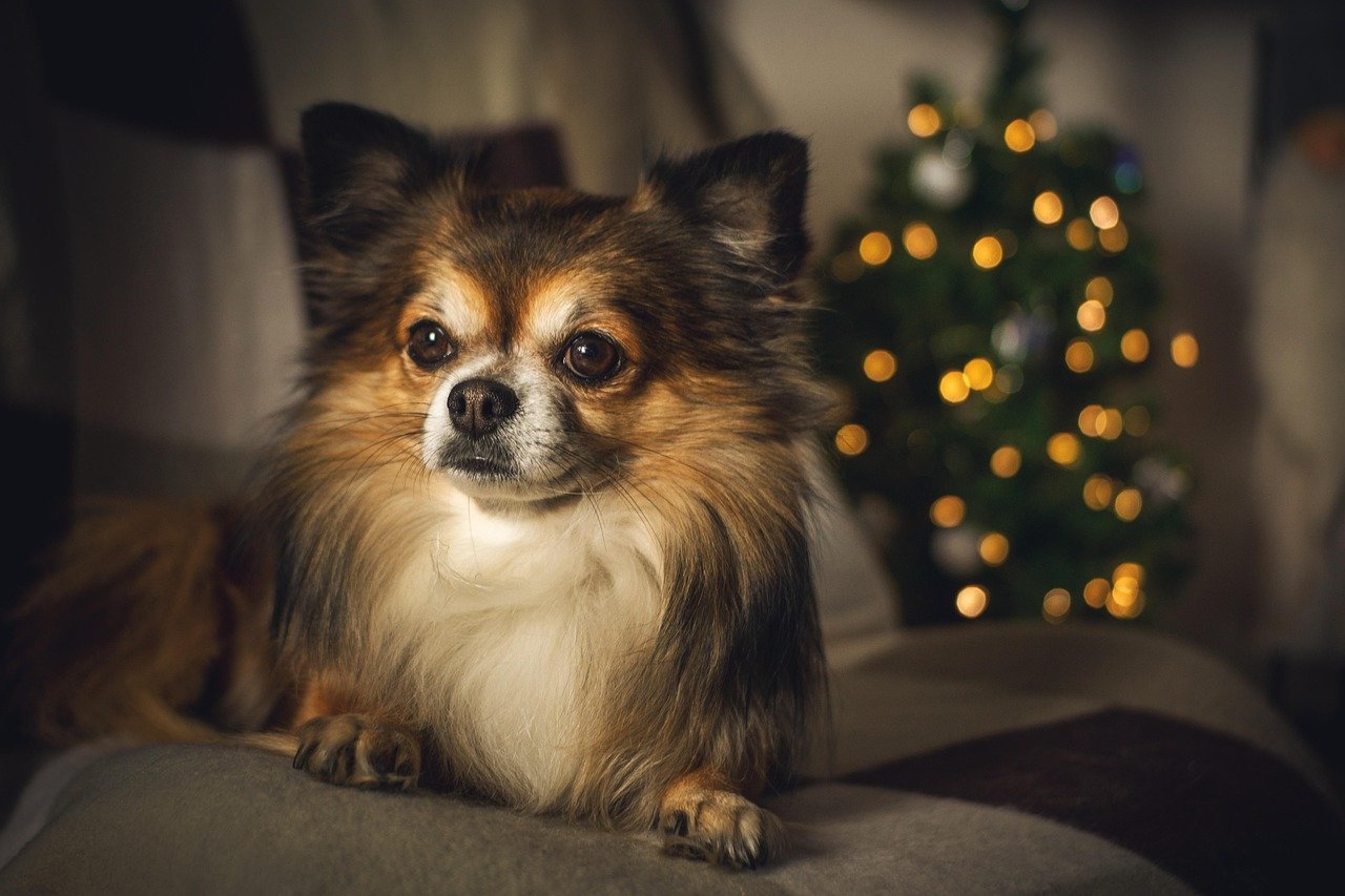Enhancing Pet Care: The Role of Cat Bots
