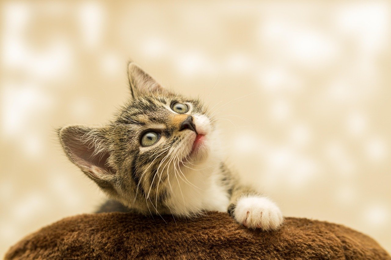 Cat Bot Reviews: The Best Options on the Market Cat Bot Reviews: The Best Options on the Market