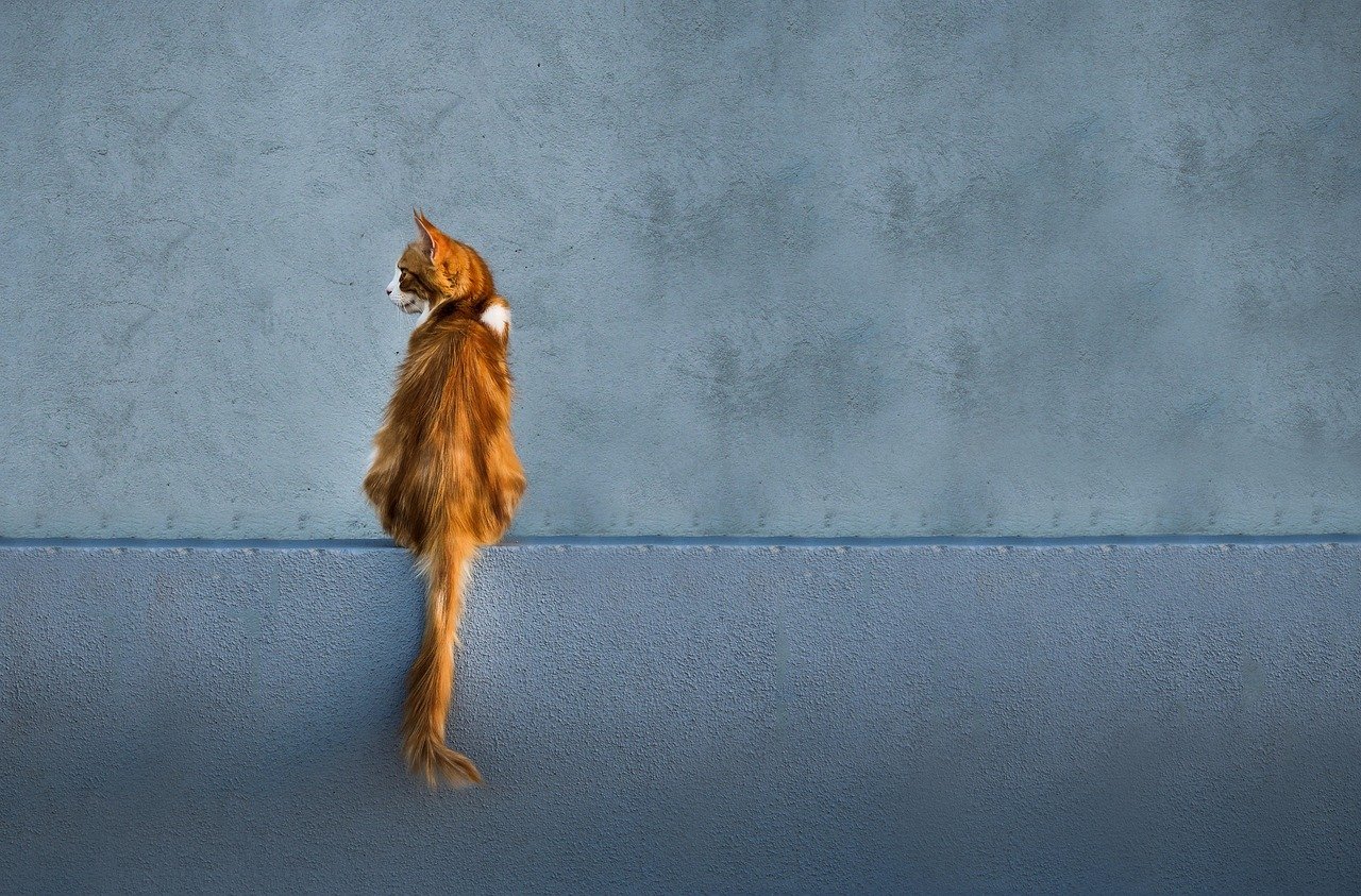 How Cat Bots Help Monitor Your Cats Health How Cat Bots Help Monitor Your Cats Health