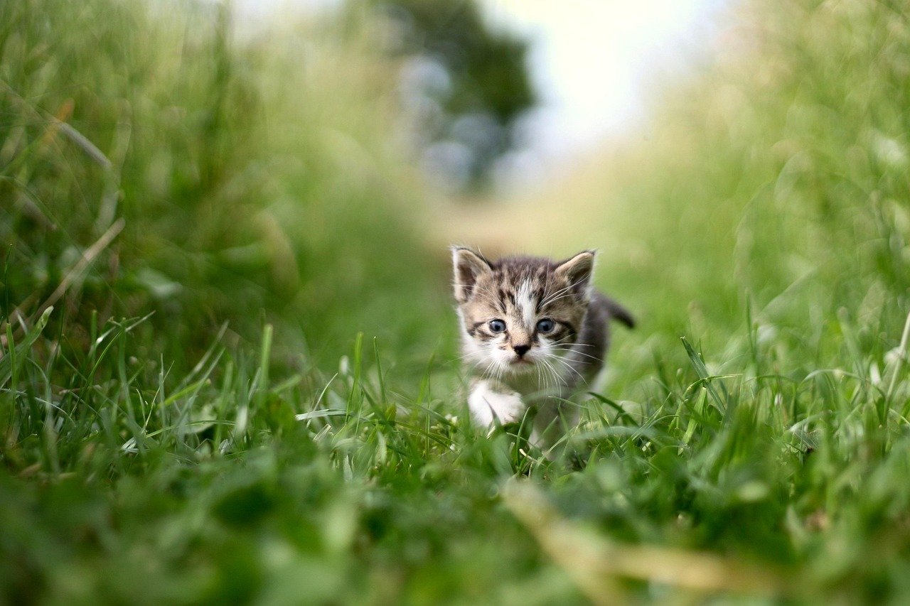 How to Choose the Right Cat Bot for Your Furry Friend How to Choose the Right Cat Bot for Your Furry Friend