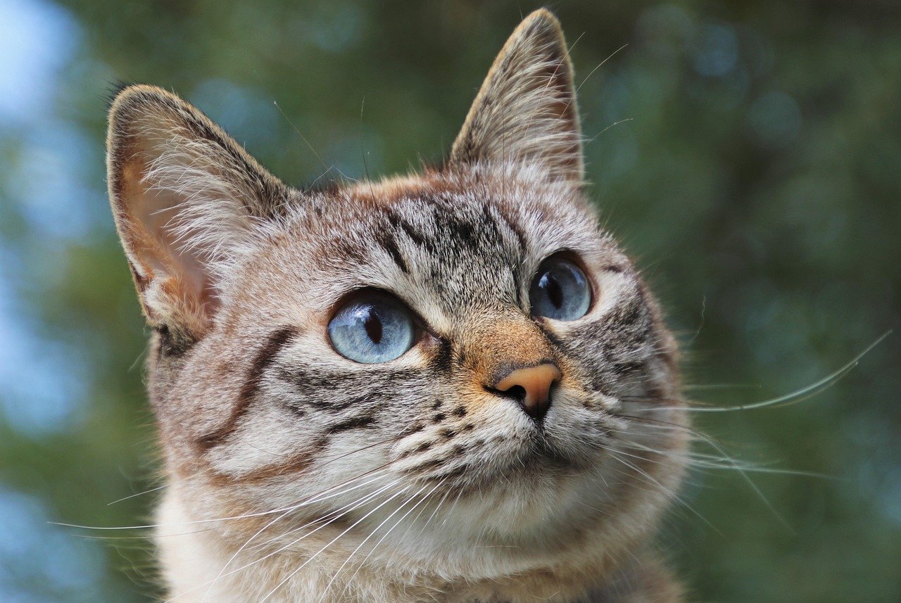 The Ultimate Guide to Cat Bots: What Every Cat Owner Needs to Know The Ultimate Guide to Cat Bots: What Every Cat Owner Needs to Know