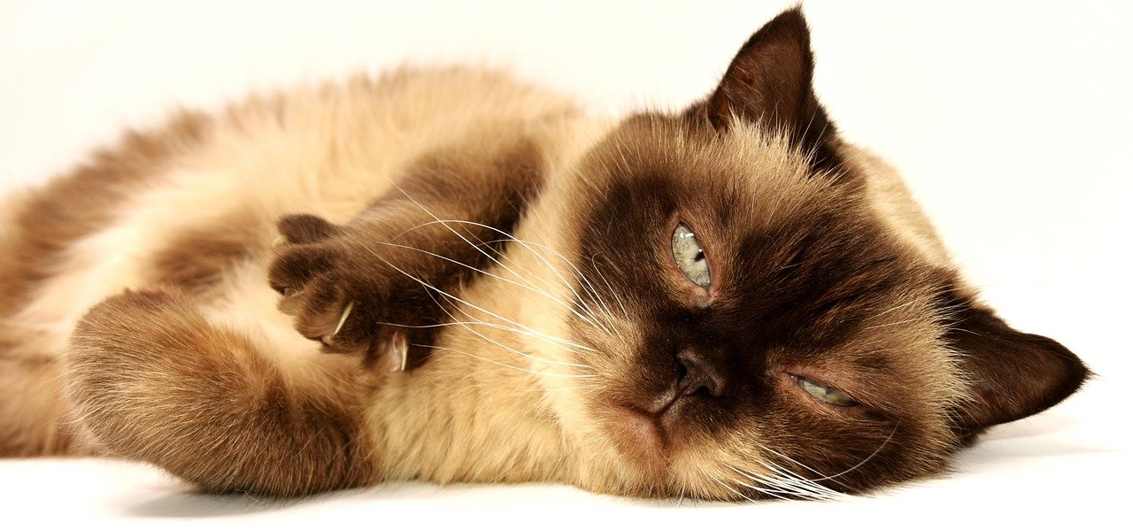 Choosing the Right Cat Bot: A Comprehensive Guide
