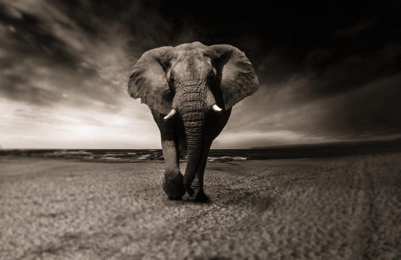 Cat Bot vs. Traditional Pet Care: Which is Better? Cat Bot vs. Traditional Pet Care: Which is Better?