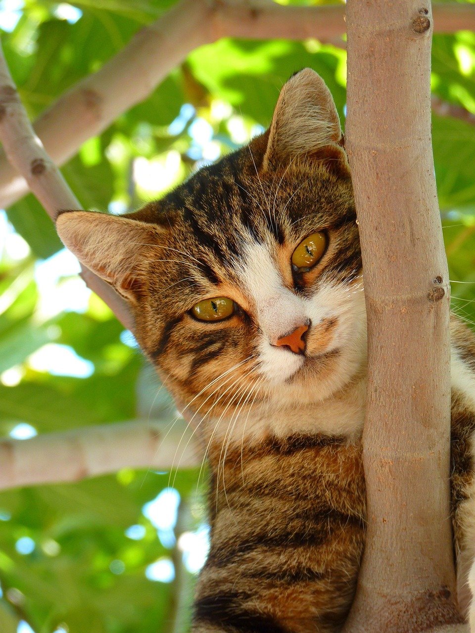 Cat Bots vs. Real Cats: What You Need to Know Cat Bots vs. Real Cats: What You Need to Know